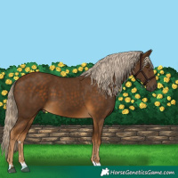 Horse Color:Chocolate Palomino 