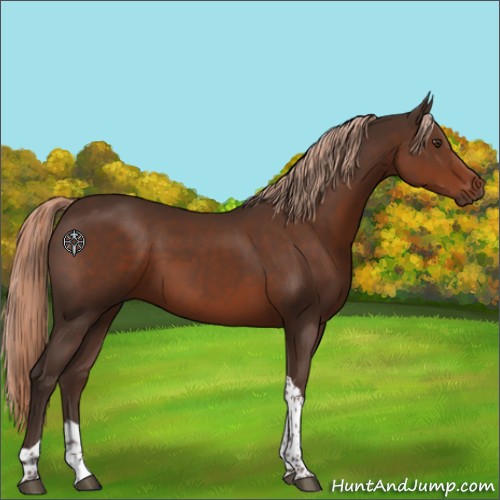 Horse Color:Liver Chestnut Tobiano 