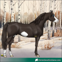 Horse Color:Liver Chestnut Frame 