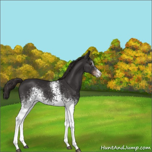 Horse Color:White Spotted Liver Chestnut 