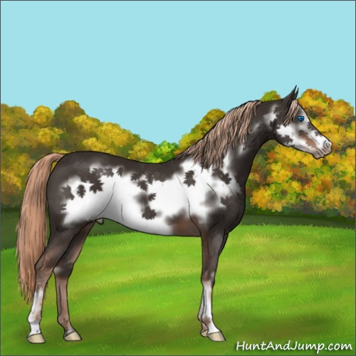 Horse Color:Liver Chestnut Sabino Frame 