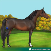 Horse Color:Brown 