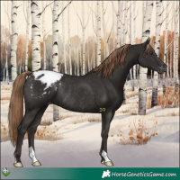 Horse Color:Liver Chestnut Appaloosa Rabicano