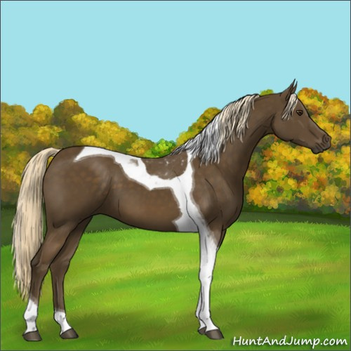 Horse Color:Chocolate Palomino Tobiano 