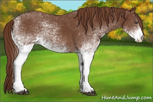 Horse Color:White Spotted Chestnut 