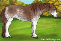 Horse Color:White Spotted Chestnut