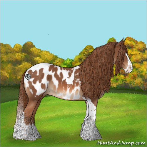 Horse Color:Chestnut Splash Tobiano Appaloosa 