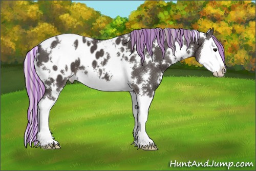 Horse Color:Painted White Spotted Silver Black Sabino Splash Appaloosa 