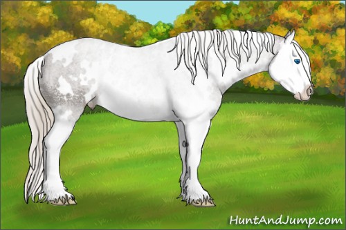 Horse Color:White Spotted Silver Smoky Black Splash Rabicano 