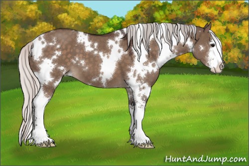 Horse Color:White Spotted Silver Brown Dun Sabino 