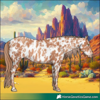 Horse Color:Gold Champagne Near Leopard  and Gold Champagne Near Leopard 