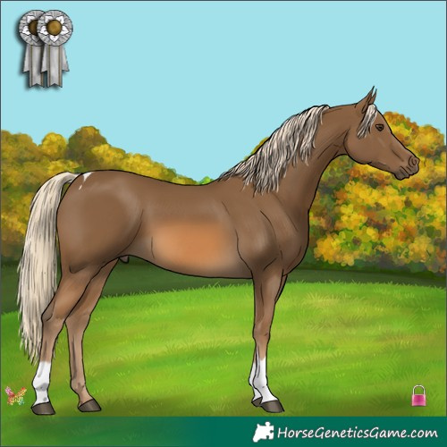 Horse Color:Chocolate Palomino Tobiano 