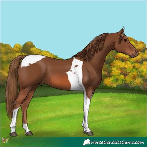 Horse Color:Chestnut Tobiano 