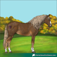 Horse Color:Chocolate Palomino Mushroom 
