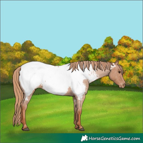 Horse Color:Red Roan Appaloosa 