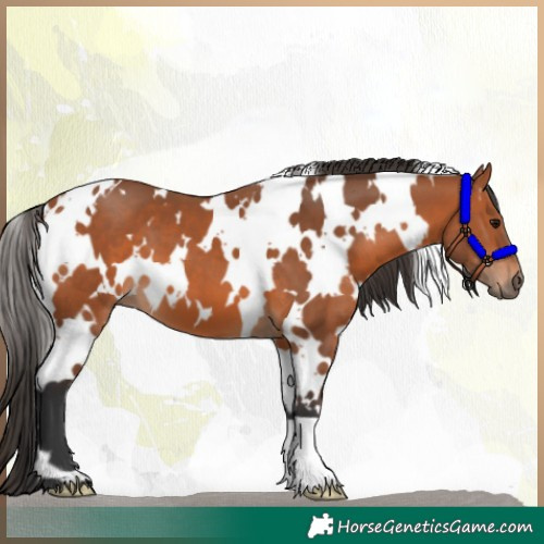 Horse Color:White Spotted Bay 