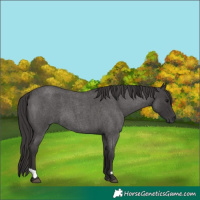 Horse Color:Smoky Blue Roan 