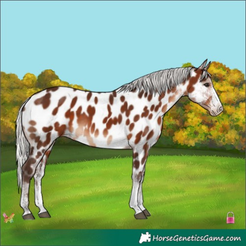 Horse Color:White Spotted Silver Brown Appaloosa 