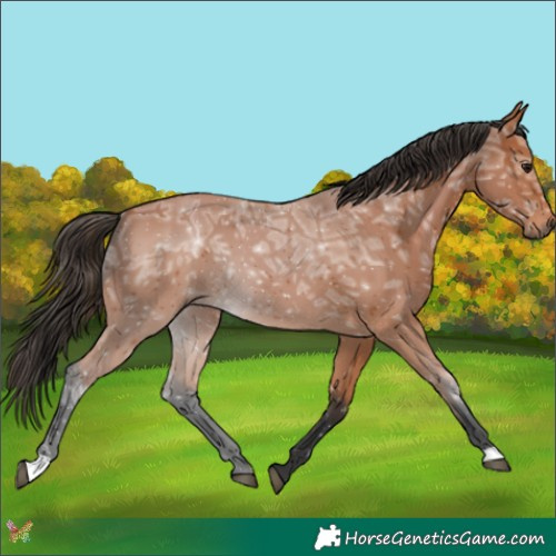 Horse Color:Bay Ice Rabicano