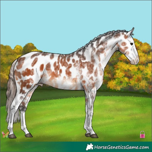 Horse Color:White Spotted Bay Ice Appaloosa 