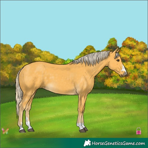 Horse Color:Palomino 