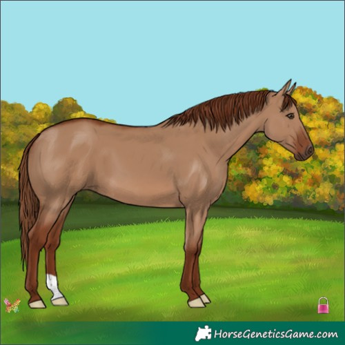 Horse Color:Red Dun 