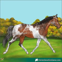 Horse Color:Bay Tobiano 