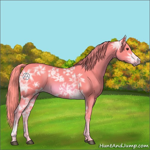 Horse Color:Watercolor Chestnut Ice 