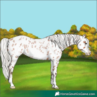 Horse Color:Silver Bay Roan Frame Appaloosa 
