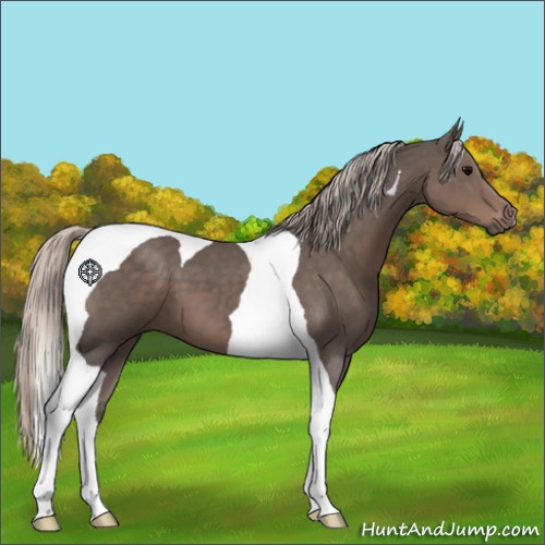 Horse Color:Silver Black Tobiano 