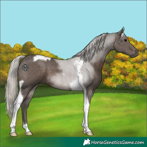 Horse Color:Silver Black Tobiano