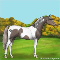 Horse Color:Silver Black Tobiano 