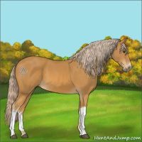 Horse Color:Palomino 