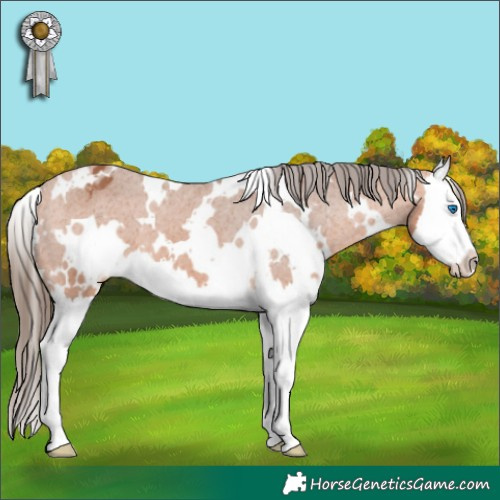 Horse Color:White Spotted Bay Splash Appaloosa 