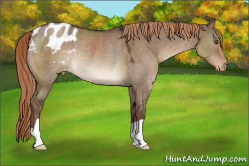 Horse Color:Liver Red Dun Appaloosa Rabicano 