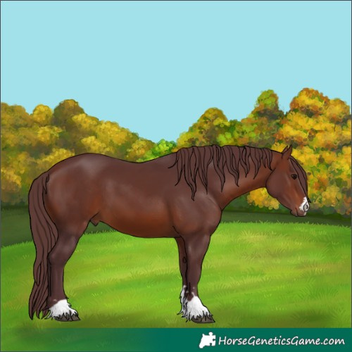 Horse Color:Chocolate Bay 
