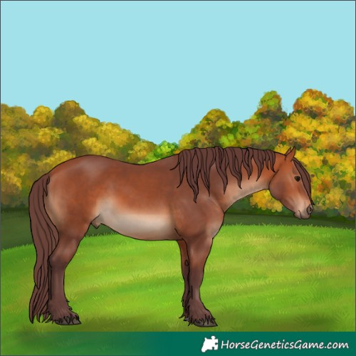 Horse Color:Chocolate Bay 