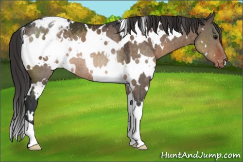 Horse Color:White Spotted Brown Dun Appaloosa Rabicano 