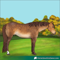 Horse Color:Chocolate Buckskin 
