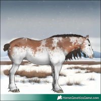 Horse Color:White Spotted Bay Ice