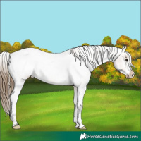 Horse Color:Buckskin Roan Sabino Appaloosa