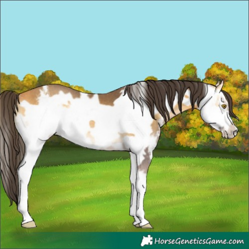 Horse Color:Buckskin Onyx Sabino Frame Rabicano 