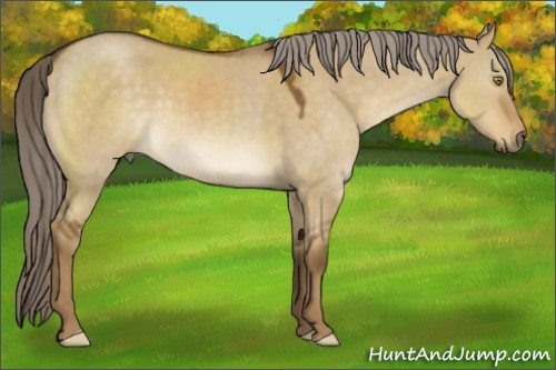 Horse Color:Chocolate Palomino Dun 