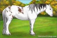 Horse Color:Bay Sabino Splash