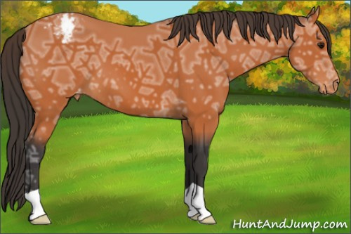 Horse Color:Bay Ice Appaloosa 