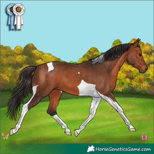 Horse Color:Bay Tobiano 