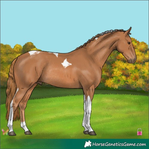 Horse Color:Chestnut Tobiano Rabicano 