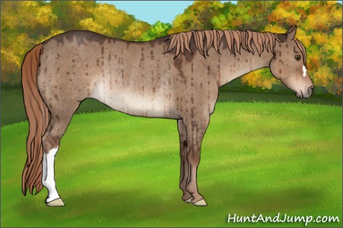 Horse Color:Liver Red Dun Rabicano Brindle 