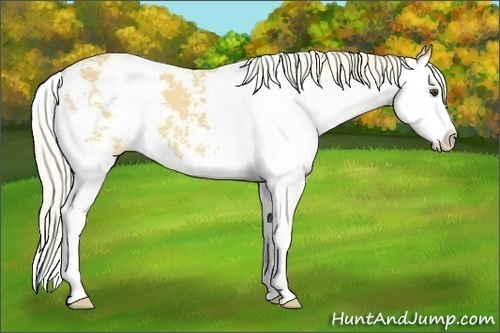 Horse Color:Palomino Sabino Splash