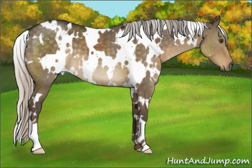 Horse Color:White Spotted Silver Smoky Grullo 